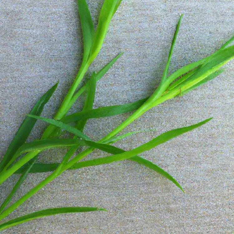 Jak wygląda estragon i po czym go rozpoznać?